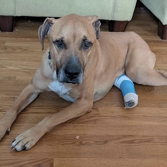 Enlarge Jasper, a ADOPTABLE mixed breed in Ayden, NC image 5/5