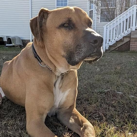 Jasper, ADOPTABLE, Adult Male Pit Bull Terrier.