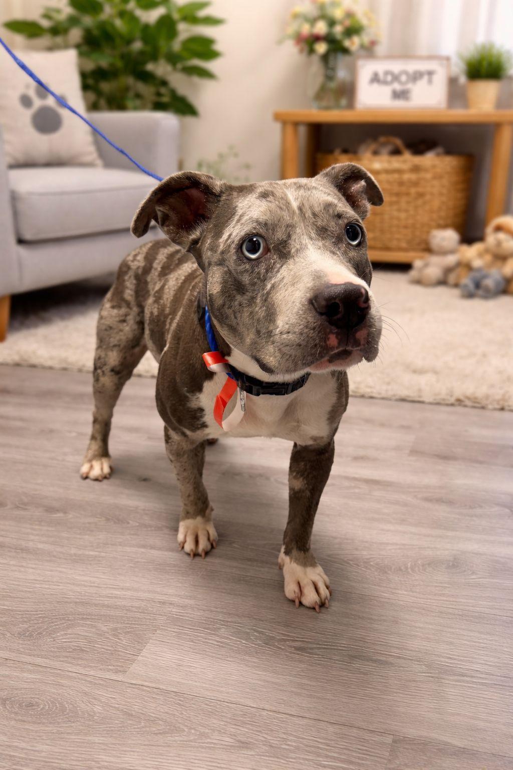 Enlarge Mia, a Adoptable mixed breed in Rockledge, FL image 2/5