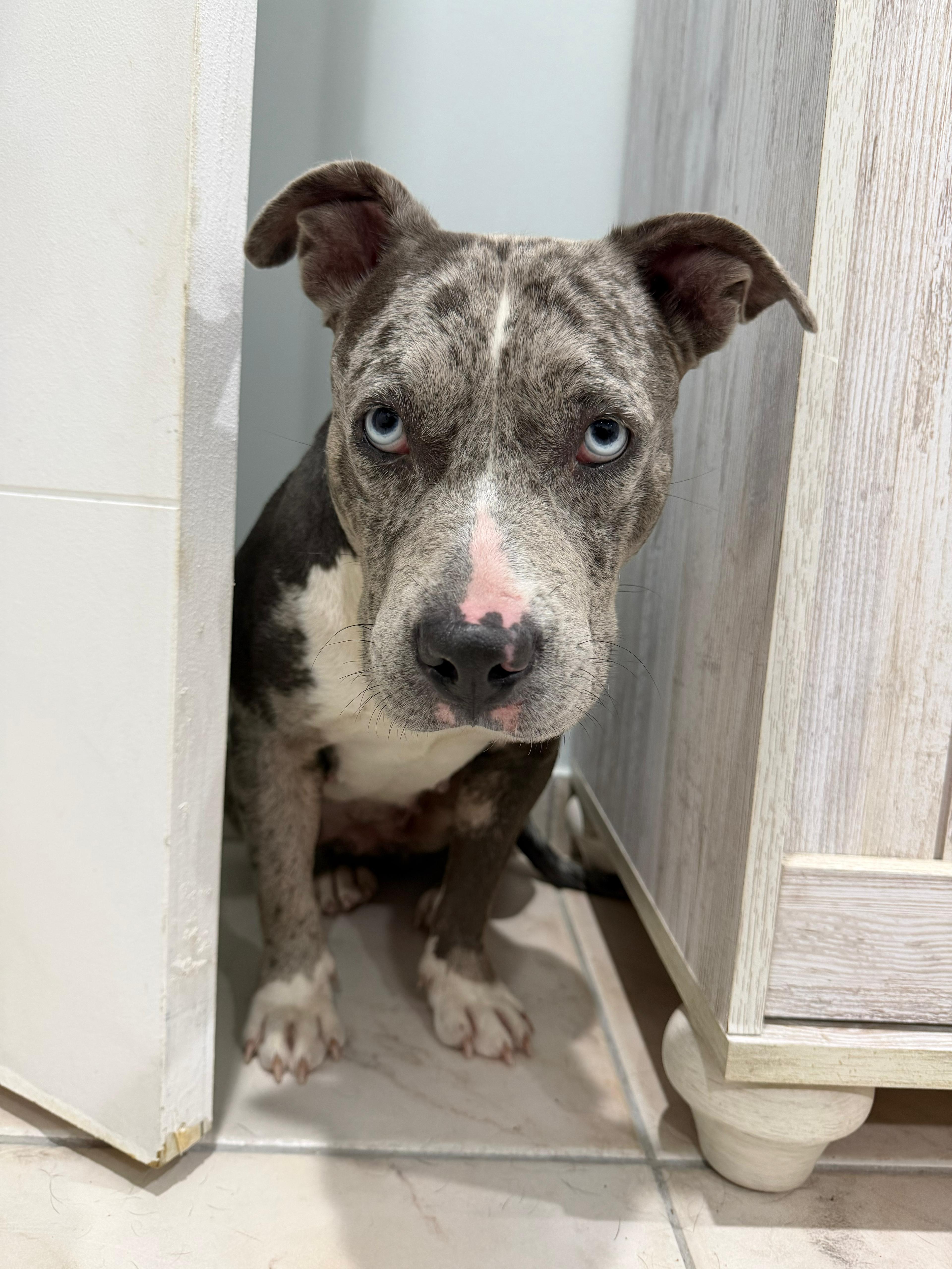 Enlarge Mia, a Adoptable mixed breed in Rockledge, FL image 1/5