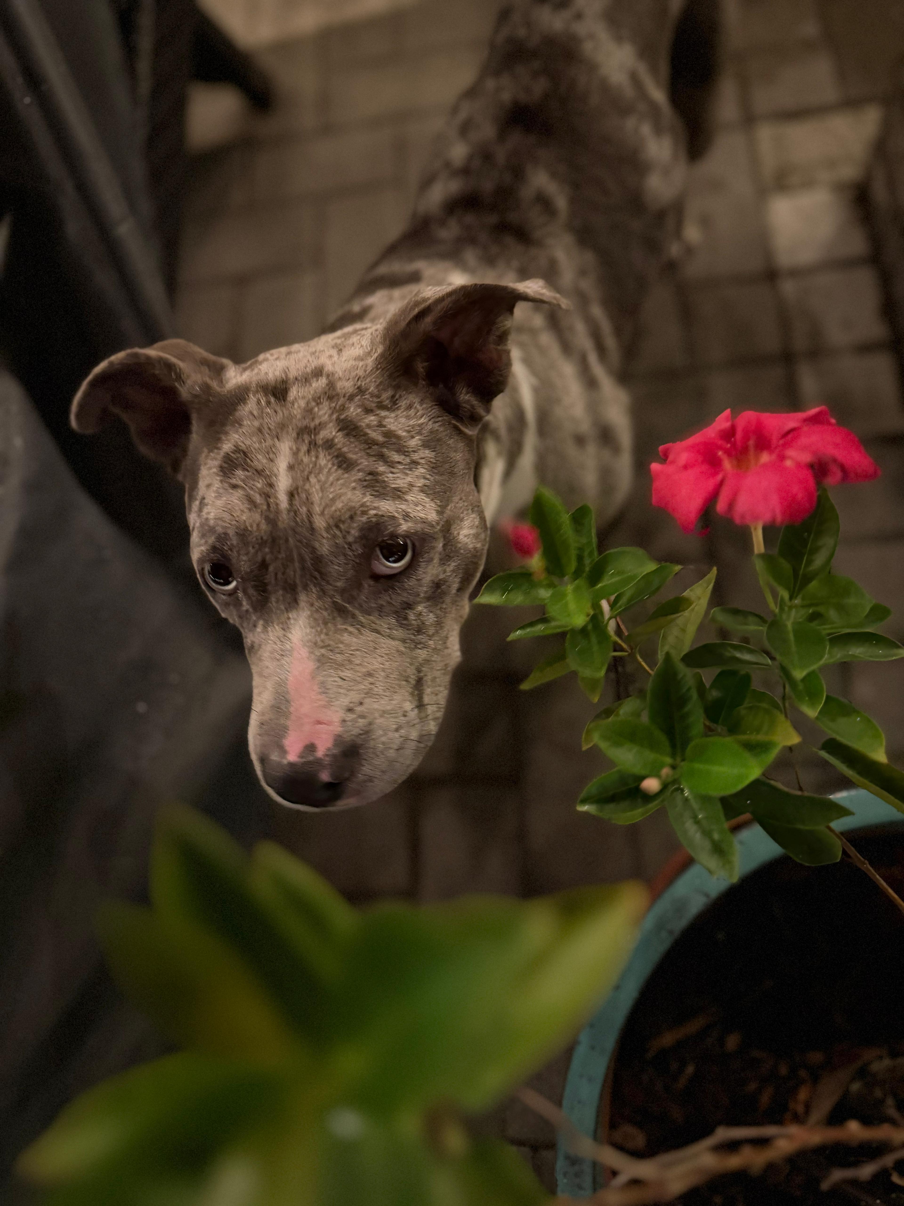 Enlarge Mia, a Adoptable mixed breed in Rockledge, FL image 4/5