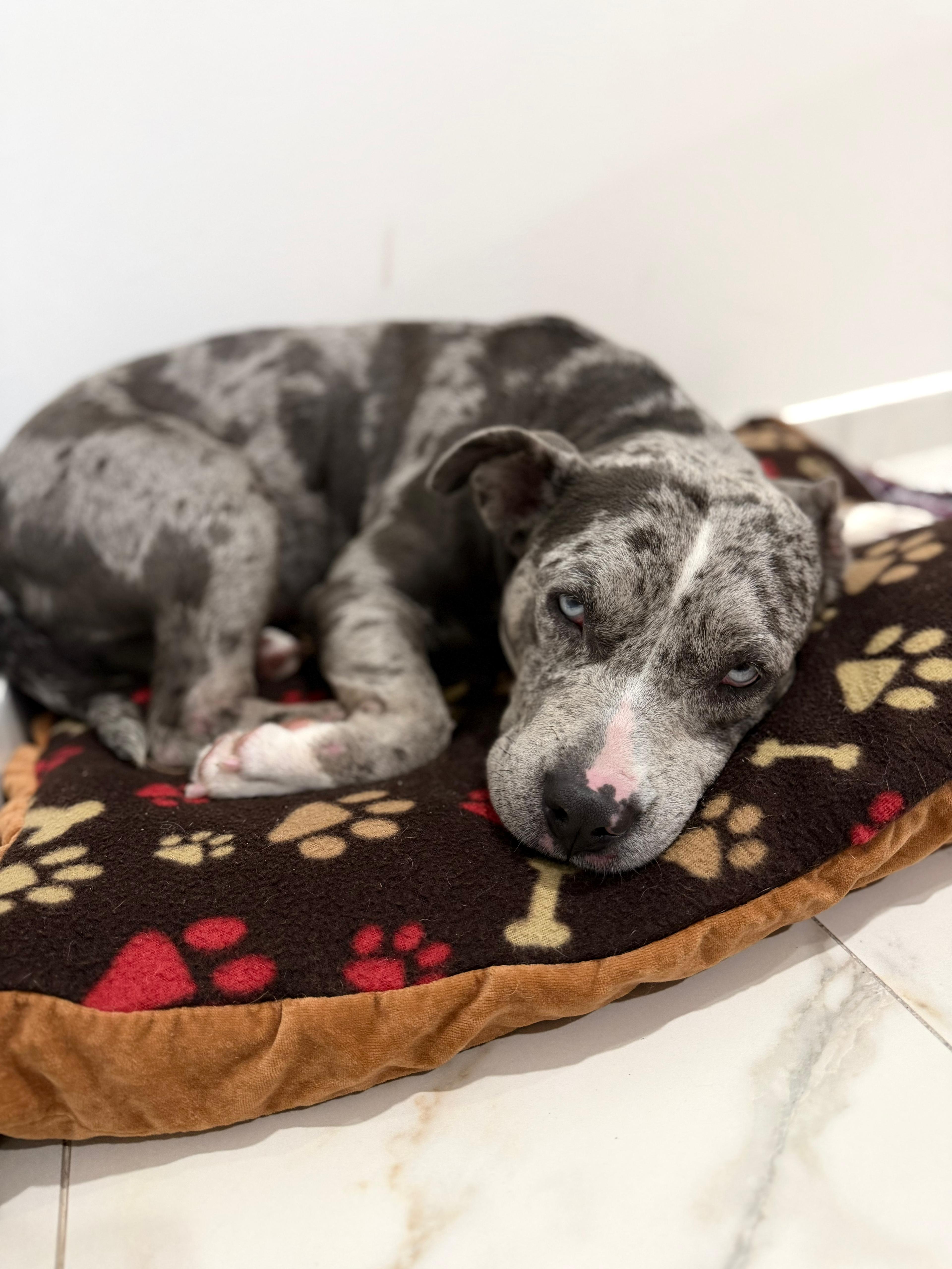 Enlarge Mia, a Adoptable mixed breed in Rockledge, FL image 3/5