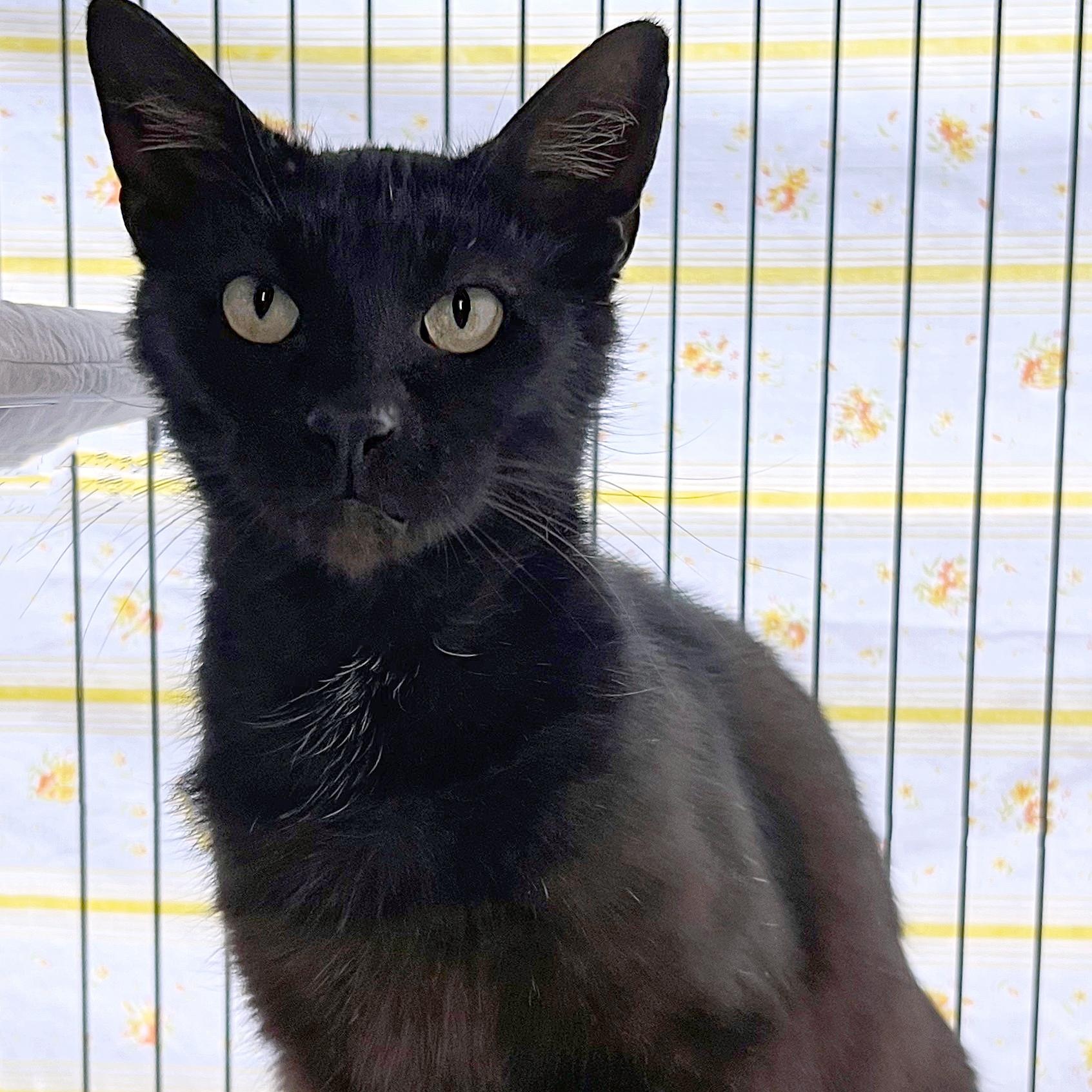 Dewey, adopted, Young Male Domestic Short Hair.