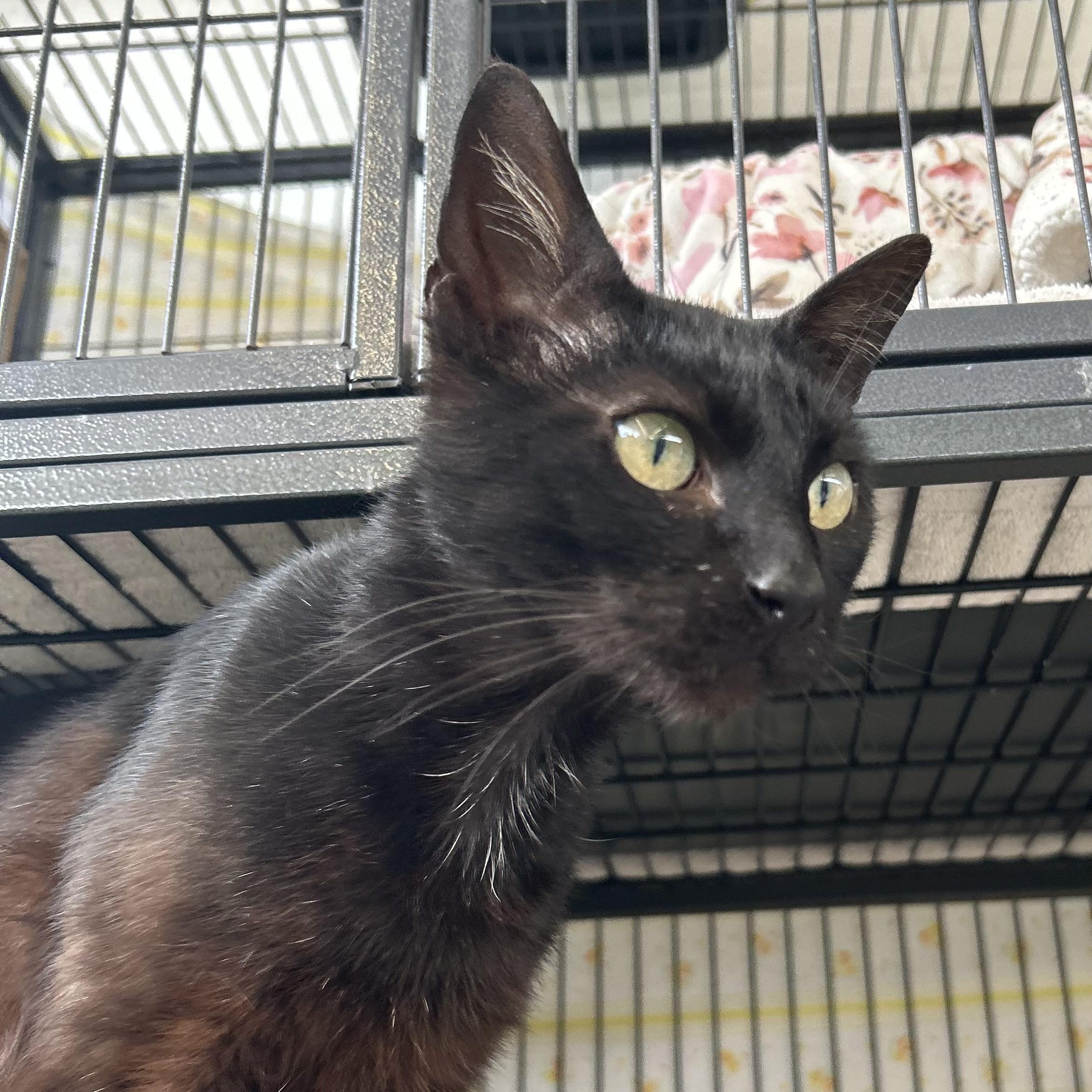 Dewey, an adopted Domestic Short Hair in St. Louis, MO image 2/3