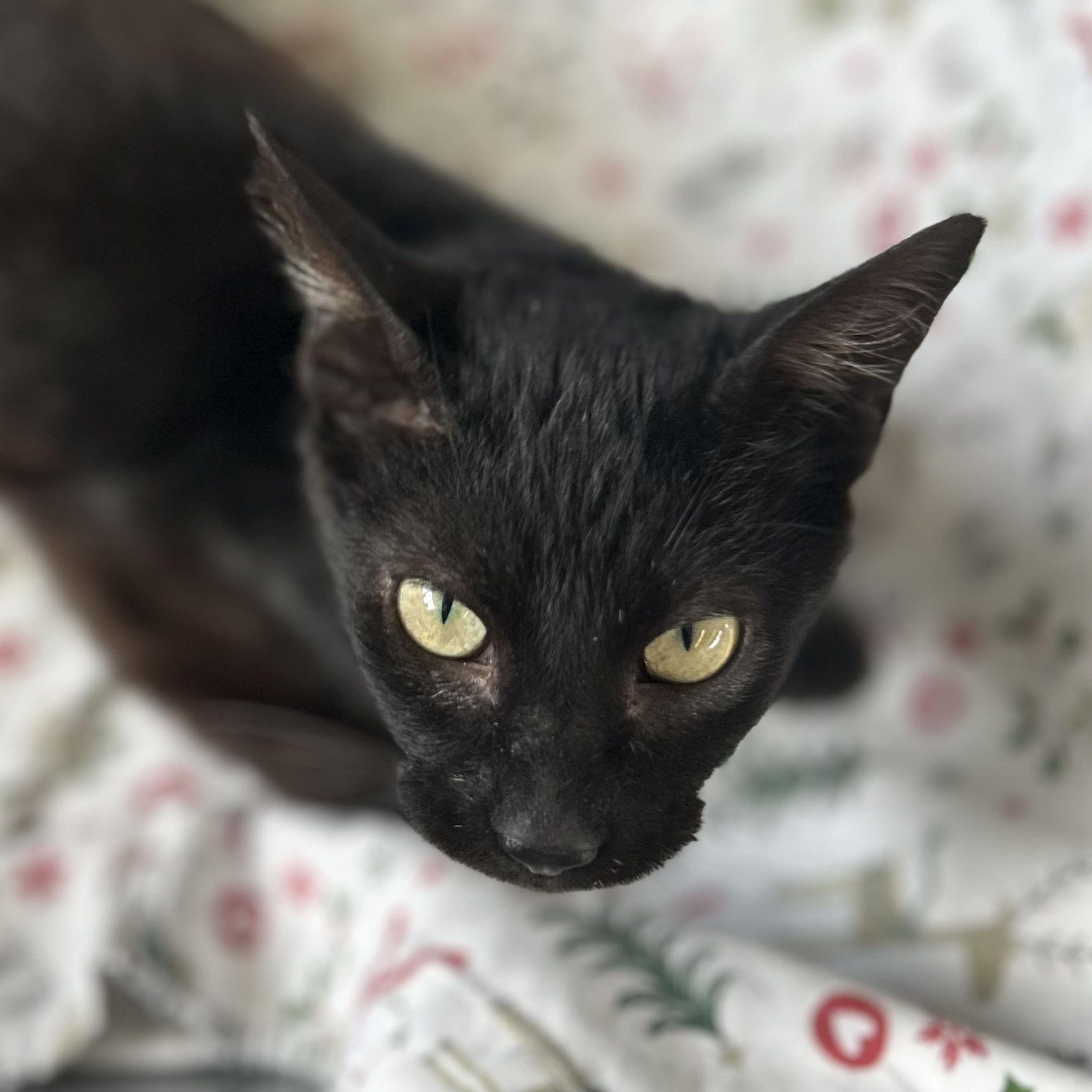 Dewey, an adopted Domestic Short Hair in St. Louis, MO image 3/3