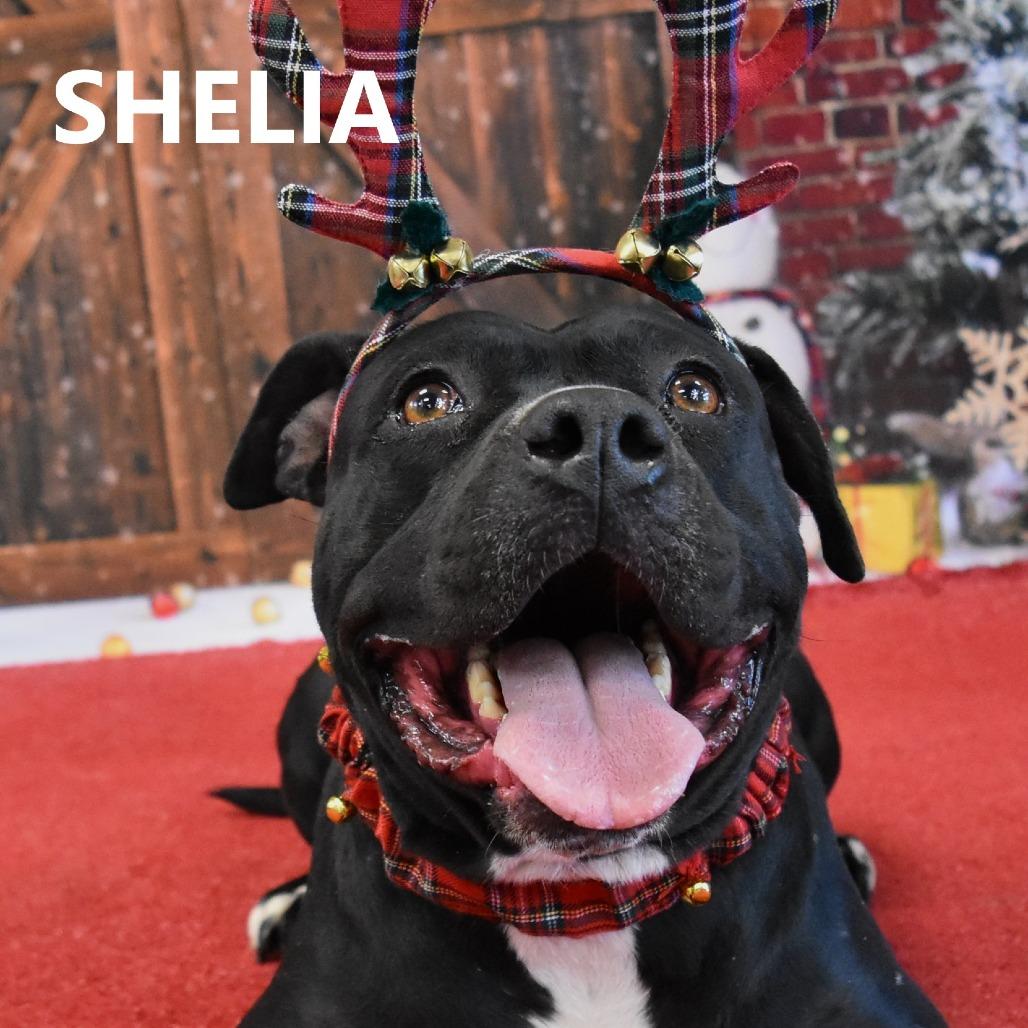 Sheila, Adoptable, Adult Female Pit Bull Terrier.