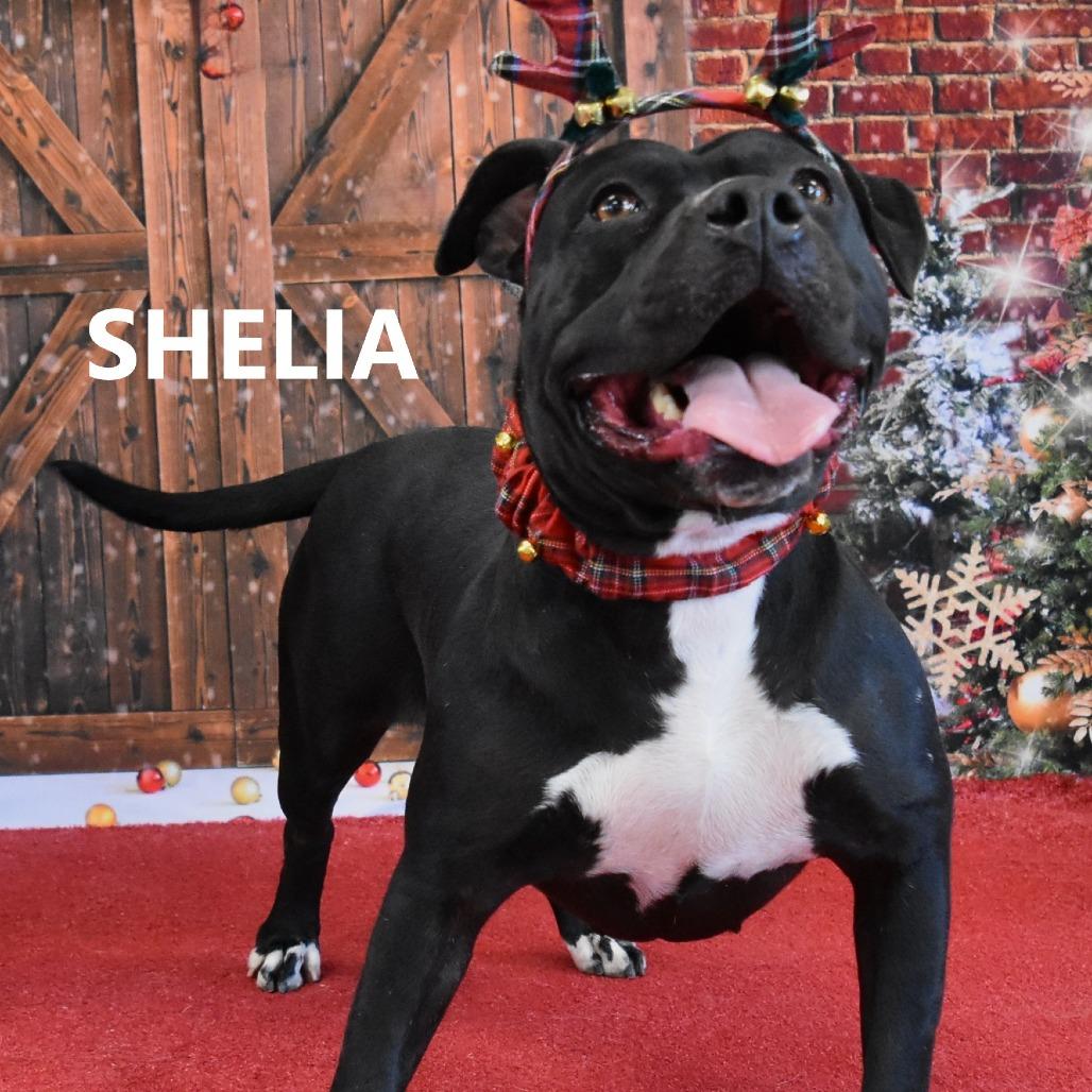 Enlarge Sheila, a Adoptable Pit Bull Terrier in Yuma, AZ image 2/5
