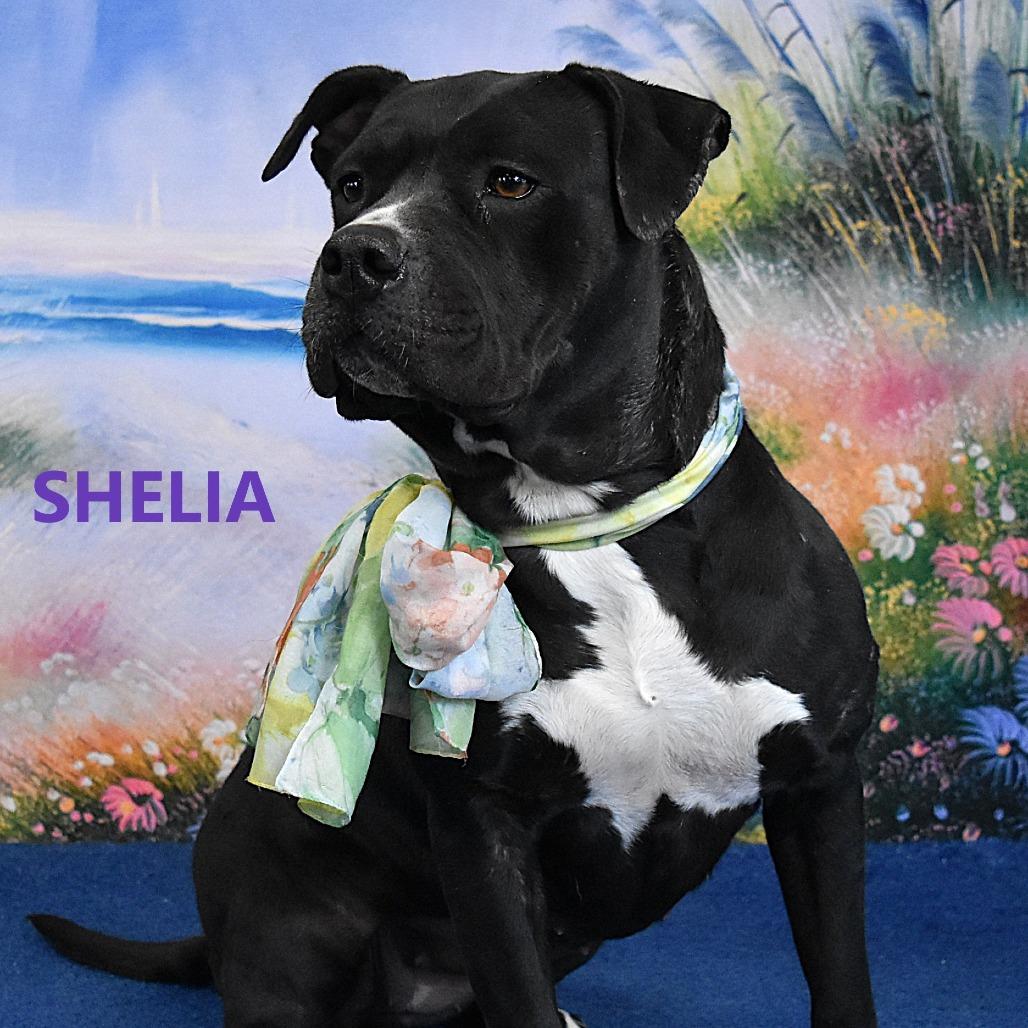 Enlarge Sheila, a Adoptable Pit Bull Terrier in Yuma, AZ image 3/5