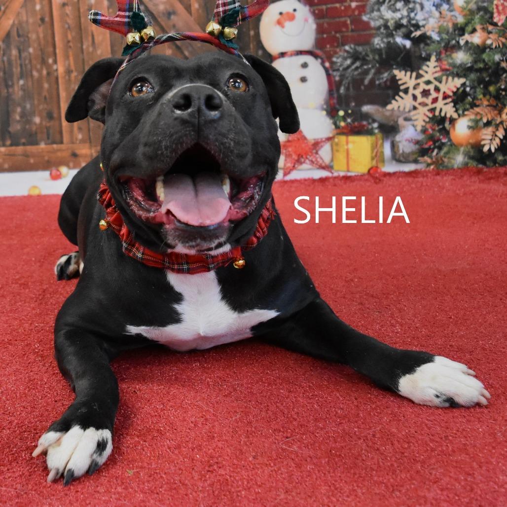 Enlarge Sheila, a Adoptable Pit Bull Terrier in Yuma, AZ image 4/5