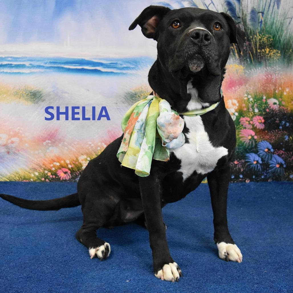 Enlarge Sheila, a Adoptable Pit Bull Terrier in Yuma, AZ image 5/5