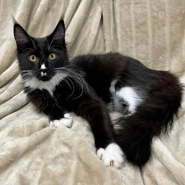 Enlarge Rosie , an adoption pending Maine Coon in Morristown, TN image 1/1