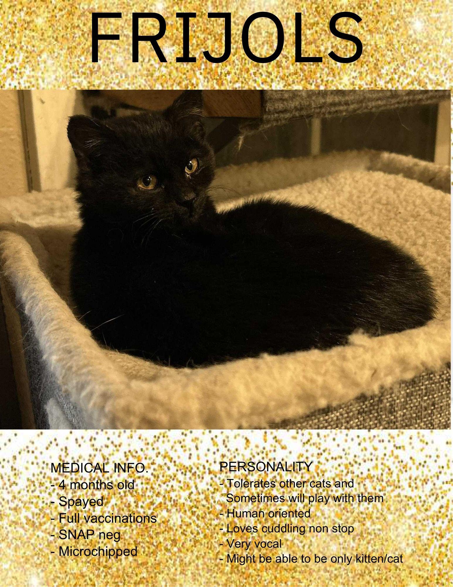Frijols, ADOPTABLE, Young Female American Shorthair.