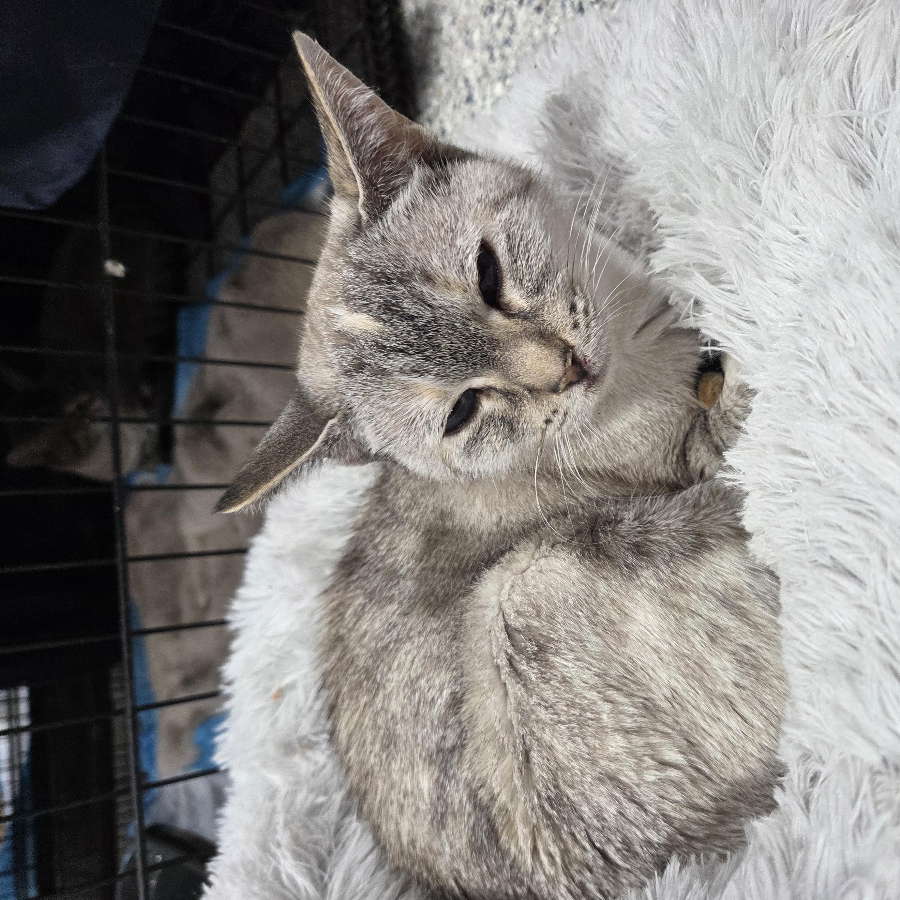 Enlarge Mikko, a Adoptable Siamese in Columbia, MO image 3/4