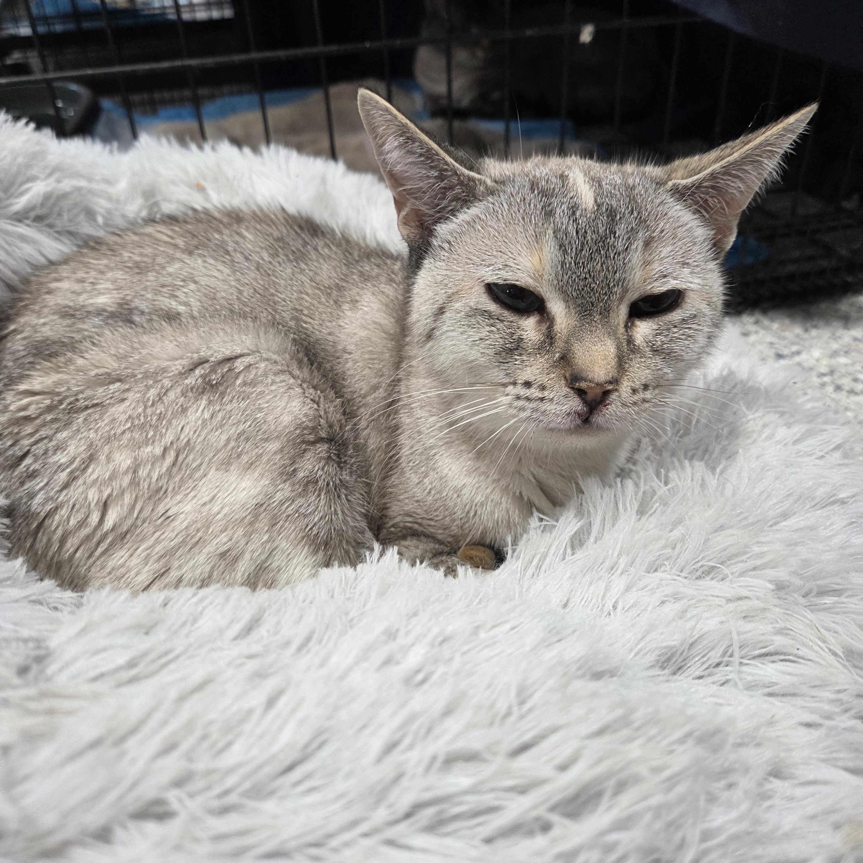 Enlarge Mikko, a Adoptable Siamese in Columbia, MO image 1/4