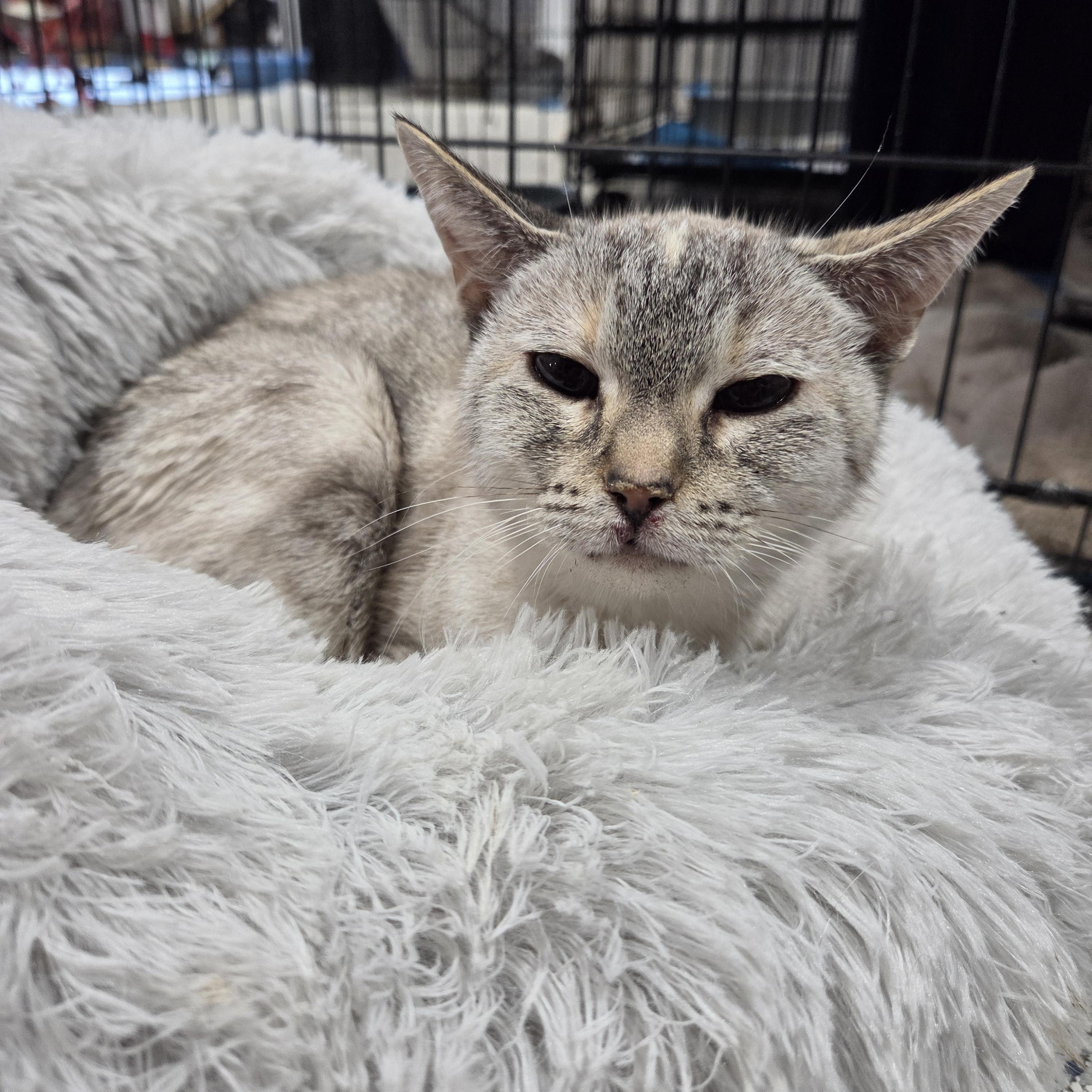Enlarge Mikko, a Adoptable Siamese in Columbia, MO image 2/4