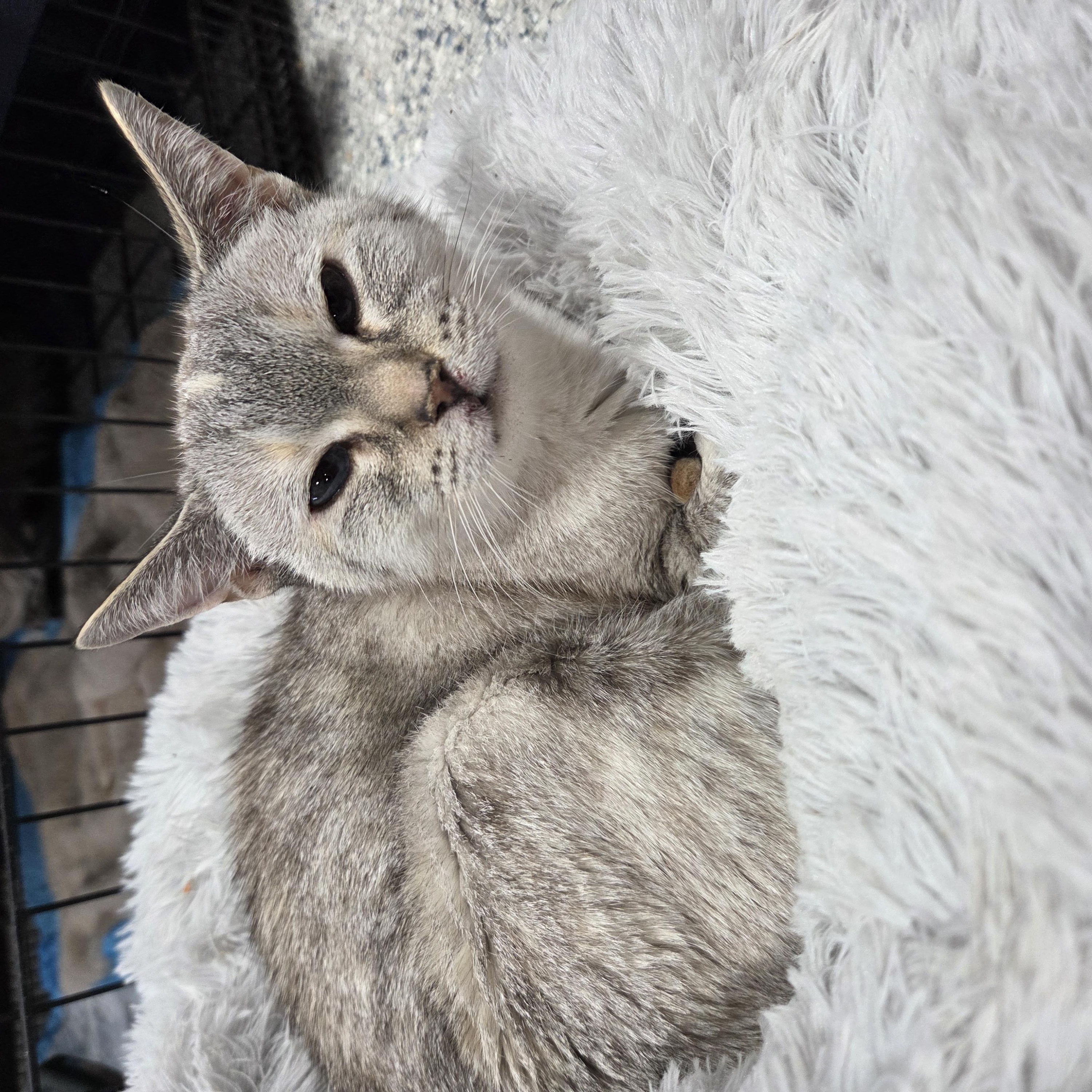 Enlarge Mikko, a Adoptable Siamese in Columbia, MO image 4/4