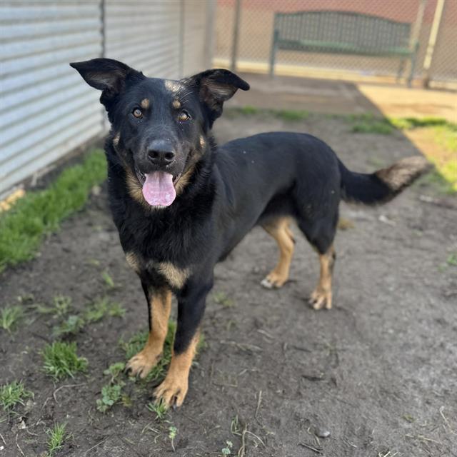 Enlarge ONYX, a Adoptable mixed breed in Modesto, CA image 1/1