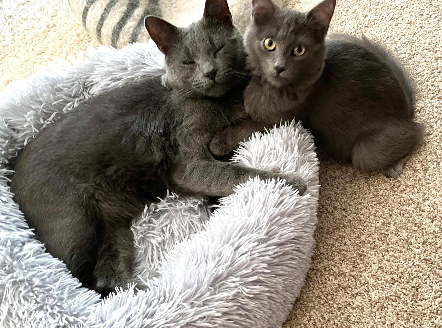 Bogie (M) and Zee (M), a ADOPTABLE Domestic Medium Hair in Fairfax, VA image 1/6