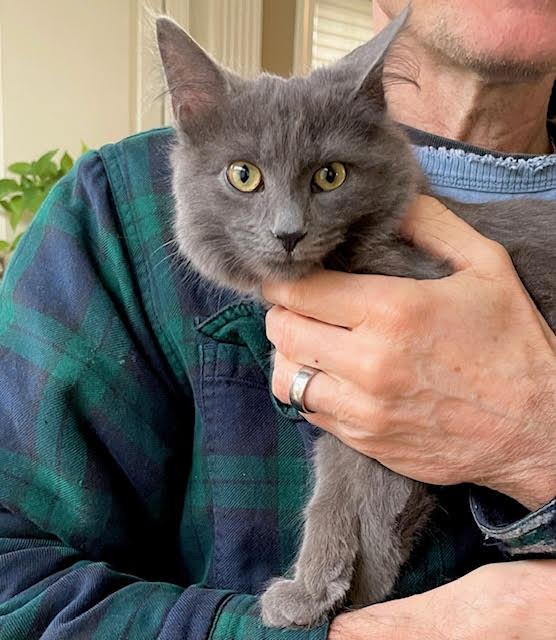 Bogie (M) and Zee (M), a ADOPTABLE Domestic Medium Hair in Fairfax, VA image 3/6