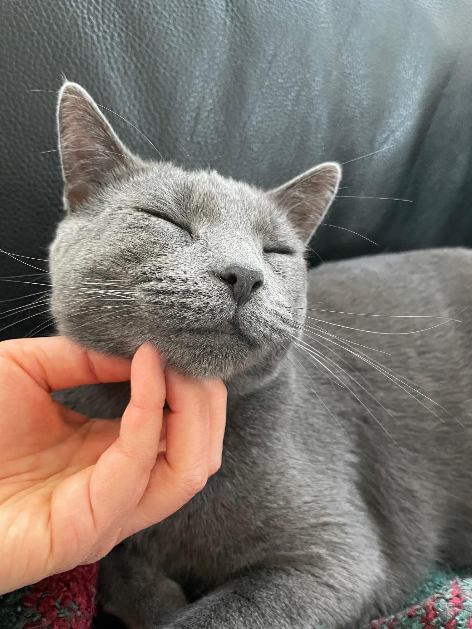 Bogie And Zee thumbnail 3