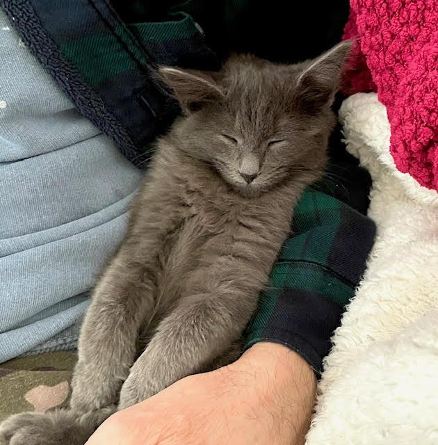 Bogie (M) and Zee (M), a ADOPTABLE Domestic Medium Hair in Fairfax, VA image 6/6