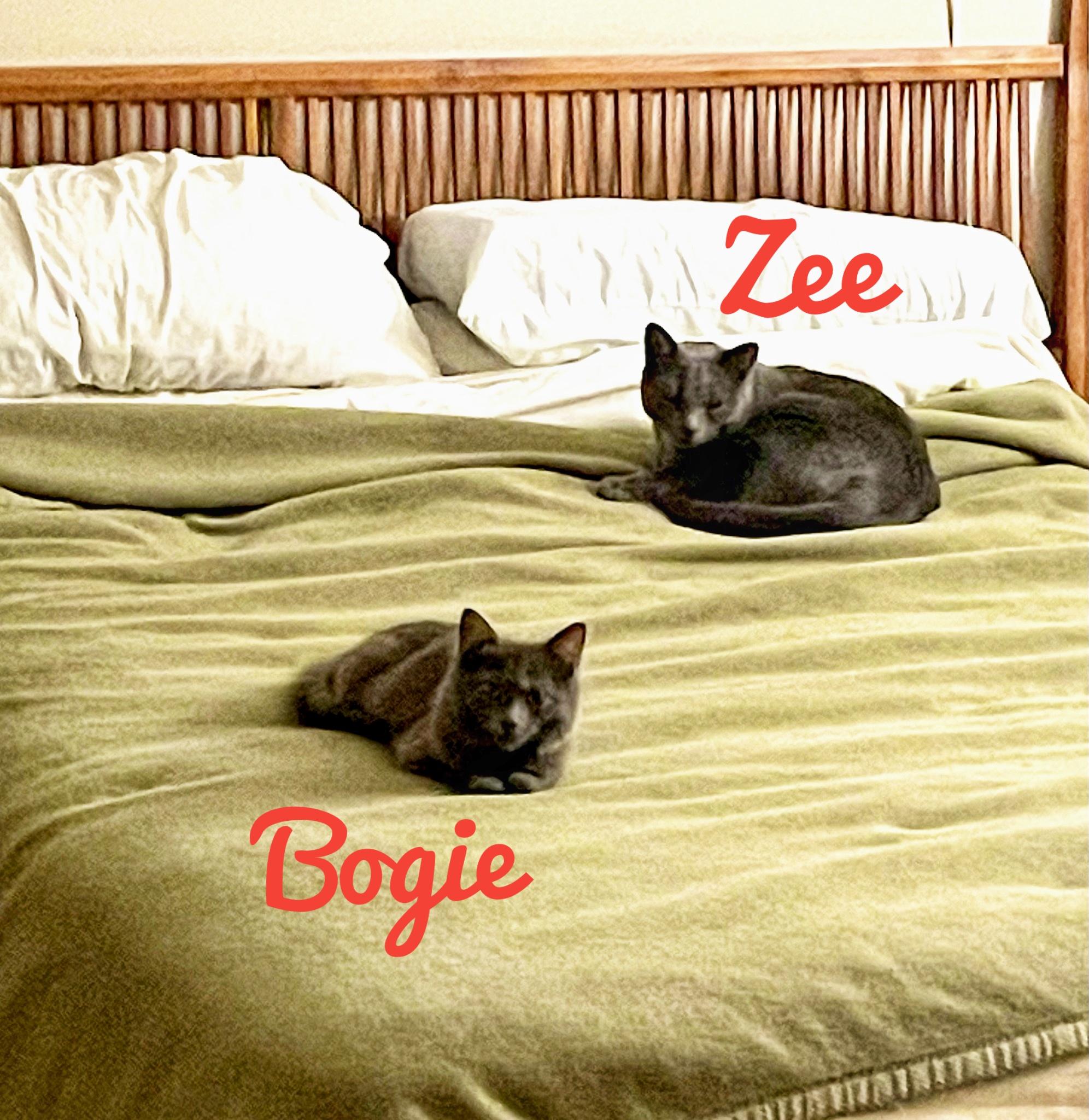 Bogie (M) and Zee (M), a ADOPTABLE Domestic Medium Hair in Fairfax, VA image 2/6