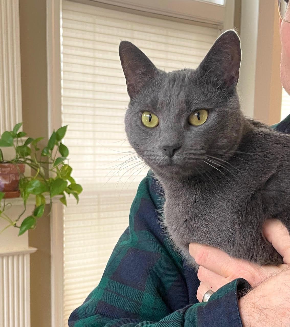 Bogie (M) and Zee (M), a ADOPTABLE Domestic Medium Hair in Fairfax, VA image 4/6