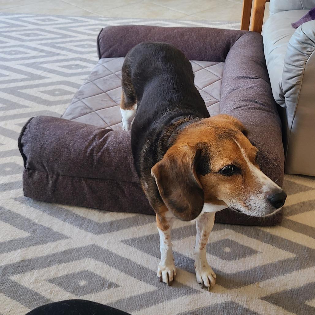 Enlarge Pepper, a Adoptable Beagle in Saint Cloud, MN image 1/4