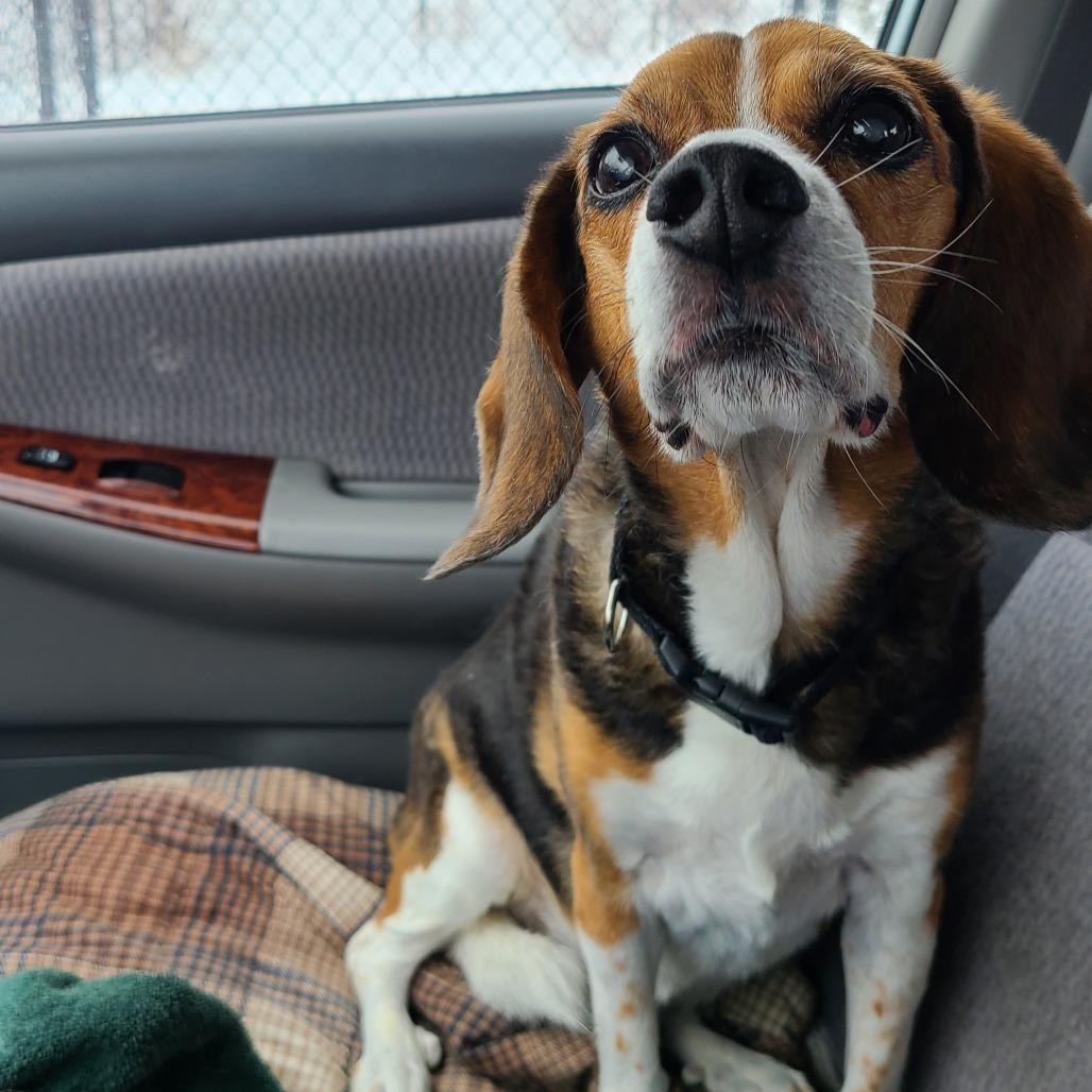 Enlarge Pepper, a Adoptable Beagle in Saint Cloud, MN image 2/4