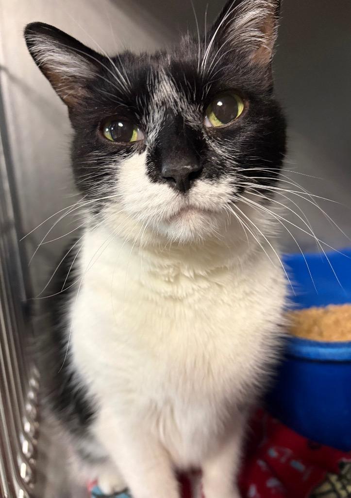 Enlarge Cookie, a Adoptable mixed breed in Huntington, IN image 1/1