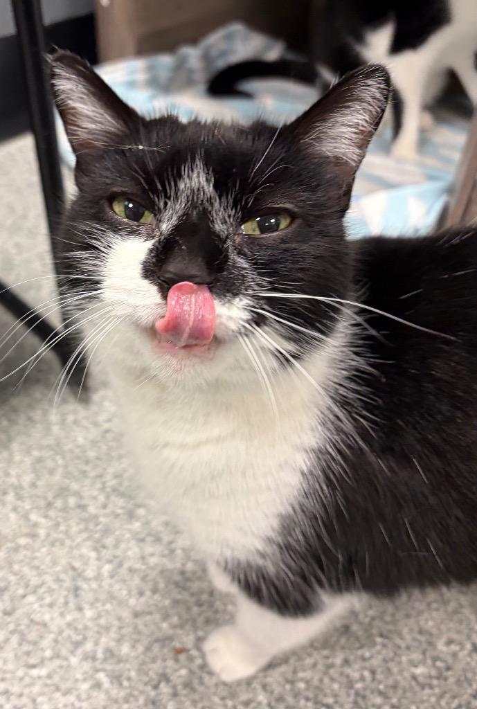 Enlarge Cookie, a Adoptable mixed breed in Huntington, IN image 2/2