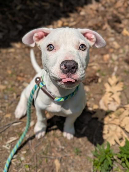Misty, ADOPTABLE, Puppy Female Mixed Breed.