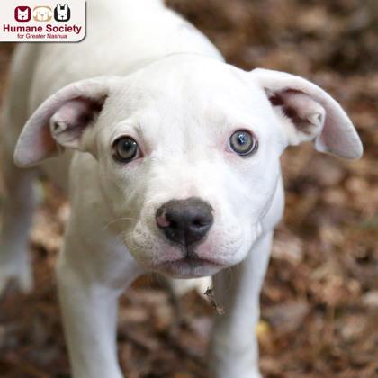 Enlarge Misty, a ADOPTABLE mixed breed in Nashua, NH image 1/1