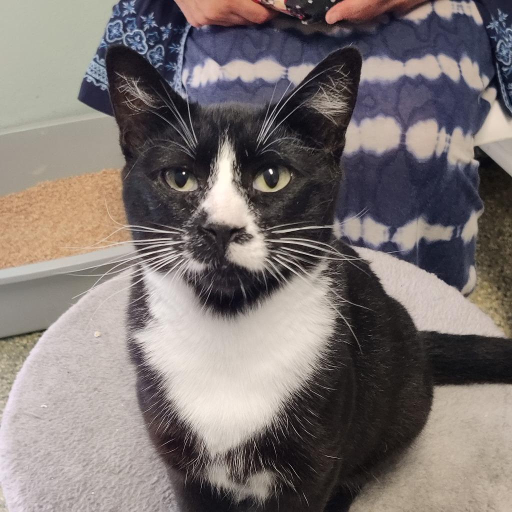 Poppy, Adoptable, Young Female Domestic Short Hair.