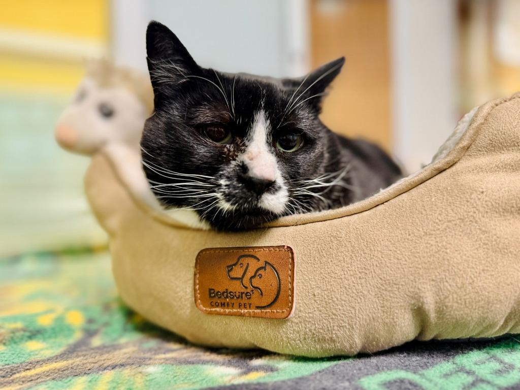 Poppy, Adoptable, Young Female Domestic Short Hair.