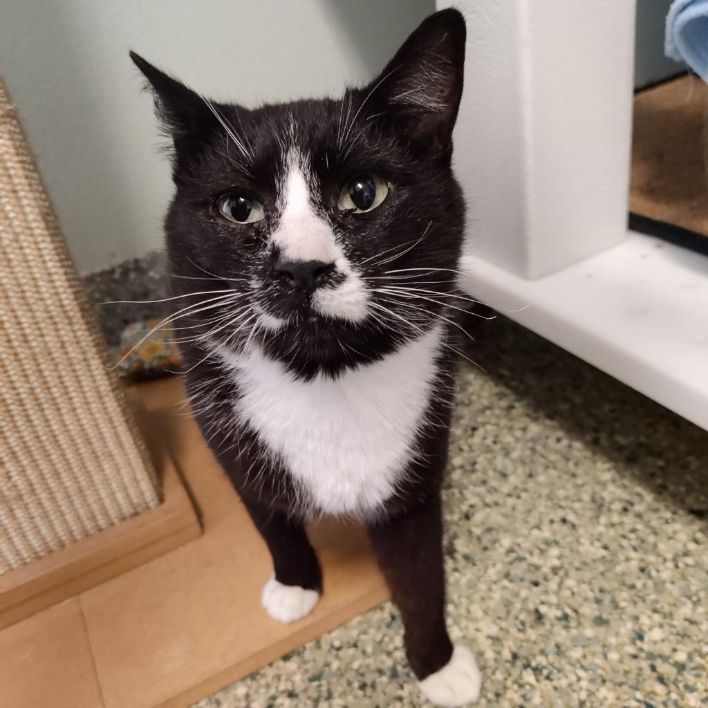 Enlarge Poppy, a Adoptable mixed breed in Eastsound, WA image 3/3