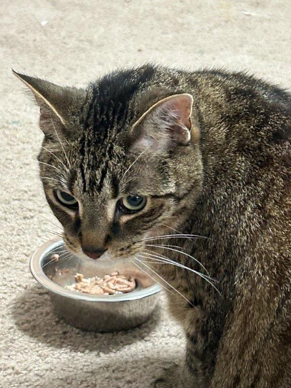 Heidi&Luke, a Adoptable Tabby in Sandusky, MI image 1/5