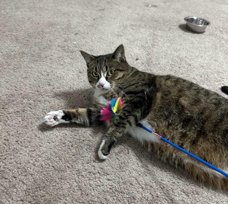 Heidi&Luke, a Adoptable Tabby in Sandusky, MI image 2/5