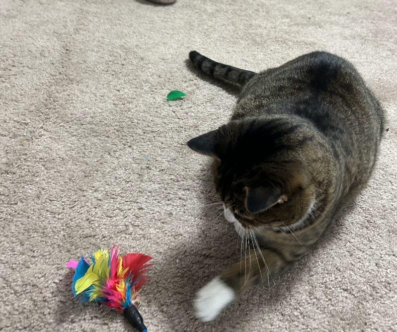 Heidi&Luke, a Adoptable Tabby in Sandusky, MI image 3/5