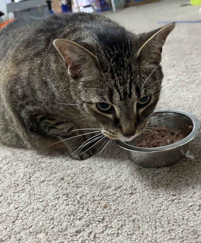 Heidi&Luke, a Adoptable Tabby in Sandusky, MI image 4/5