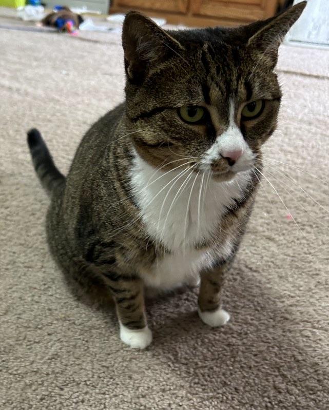 Heidi&Luke, a Adoptable Tabby in Sandusky, MI image 5/5