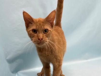 Lucy, Adoptable, Adult Female Domestic Short Hair & Domestic Short Hair.