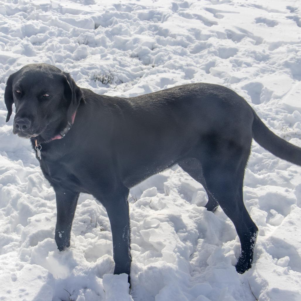 Willow, Adoptable, Adult Female Labrador Retriever.