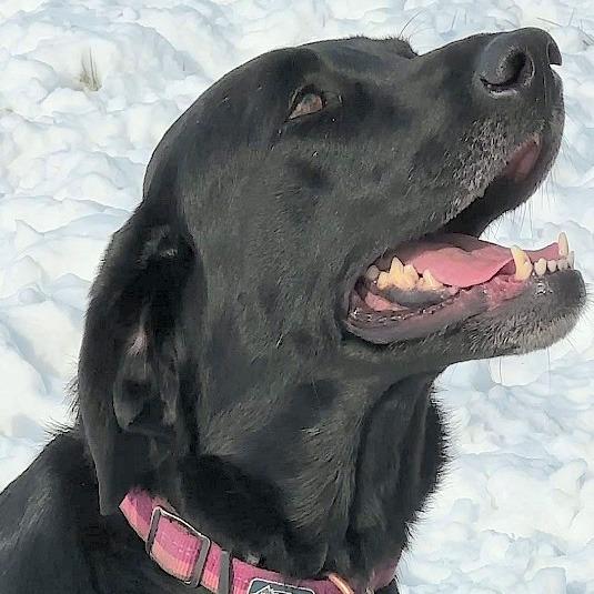Willow, a Adoptable Labrador Retriever in Wichita, KS image 2/6