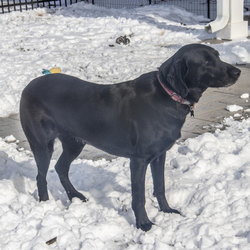 Willow, a Adoptable Labrador Retriever in Wichita, KS image 3/6
