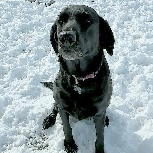 Willow, a Adoptable Labrador Retriever in Wichita, KS image 4/6