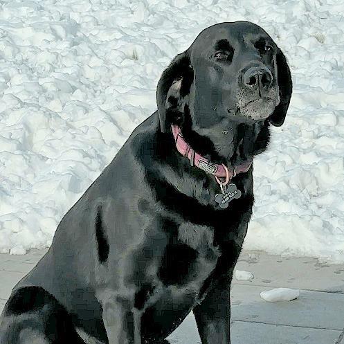 Willow, a Adoptable Labrador Retriever in Wichita, KS image 5/6