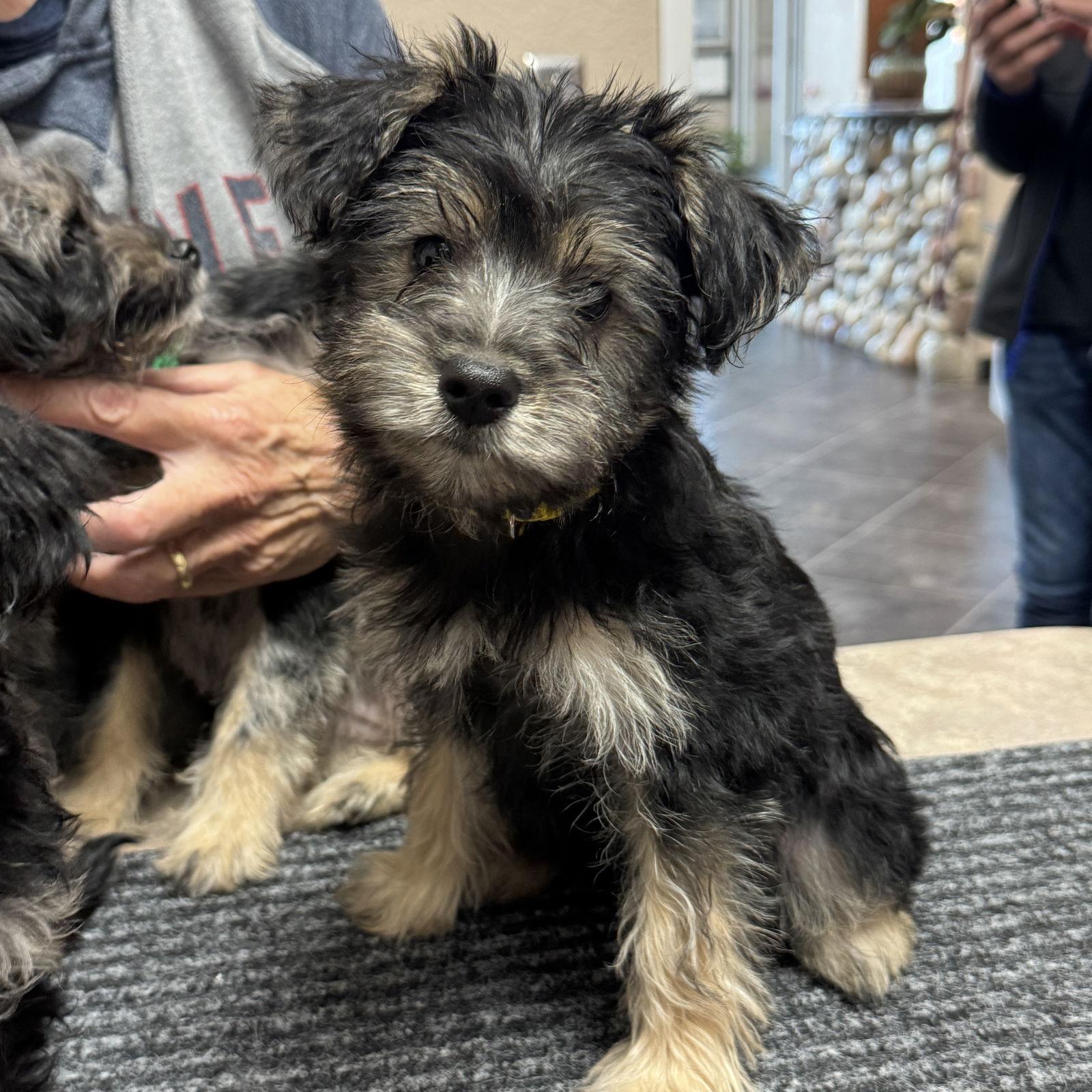 Carol Brady, Adopted, Puppy Female Schnauzer & Yorkshire Terrier.