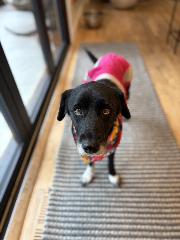 Enlarge Alquist / Oreo, a Adoptable mixed breed in Broomfield, CO image 1/6