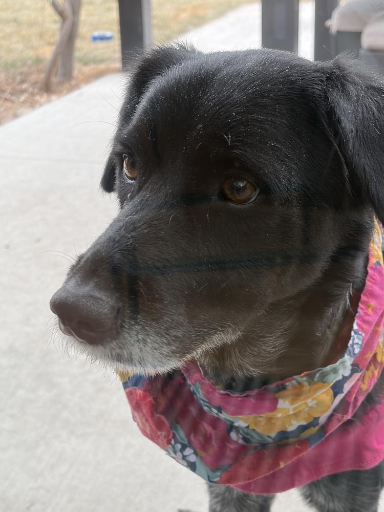 Enlarge Alquist / Oreo, a Adoptable mixed breed in Broomfield, CO image 2/6